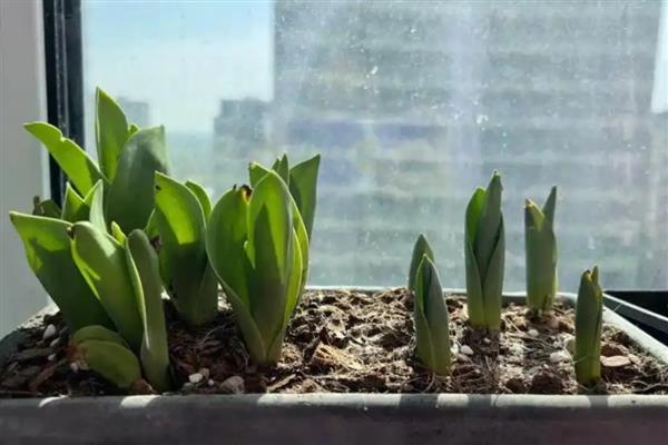 郁金香花球如何种植，秋季的10-11月份种植为佳