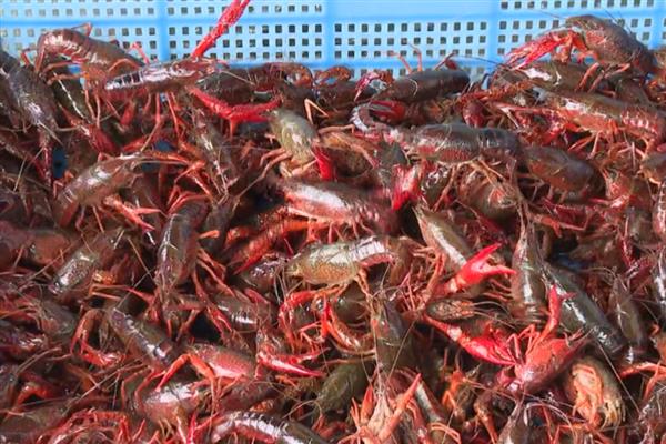 怎么家养小龙虾，摄食的最佳温度为25-30度