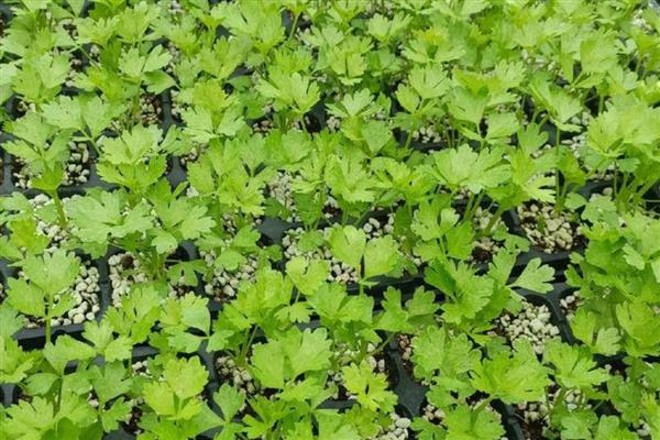 怎么提高西芹的产量，定植后适时重施追肥