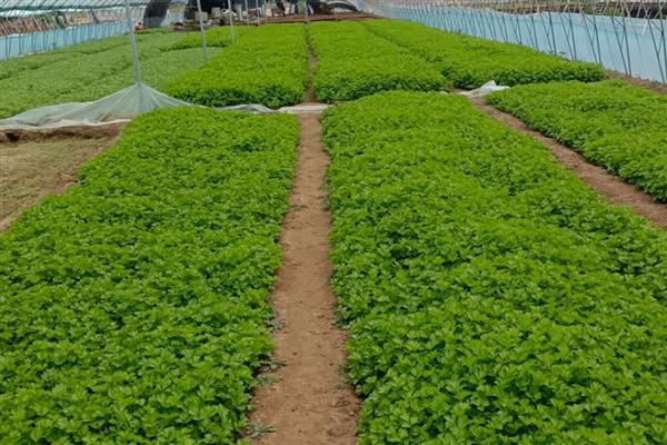 怎么提高西芹的产量，定植后适时重施追肥