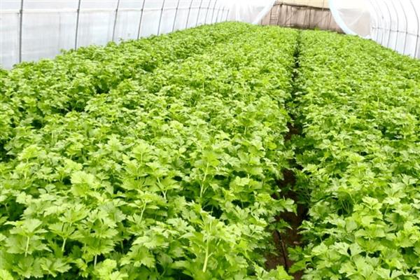 怎么提高西芹的产量，定植后适时重施追肥