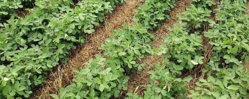 花生的种植方式，开花期要追施氮磷钾肥料