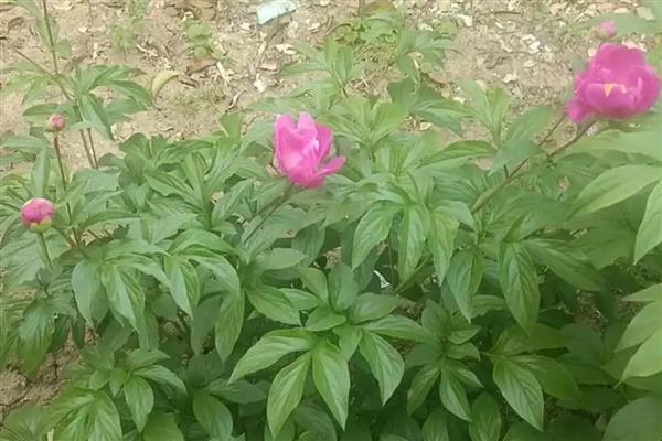 芍药为什么会卷叶,主要是湿度异常、发生病害、营养不足所致