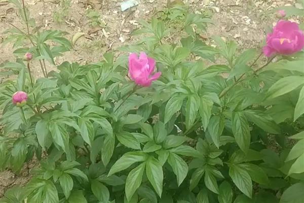 芍药为什么会卷叶,主要是湿度异常、发生病害、营养不足所致