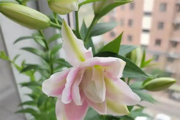 香水百合的简介,属于多年生草本植物
