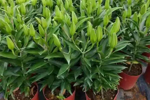 香水百合的简介,属于多年生草本植物