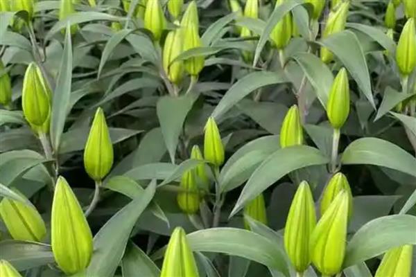 香水百合的简介,属于多年生草本植物
