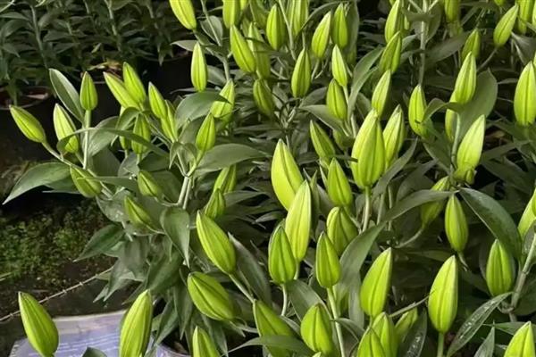 香水百合的简介,属于多年生草本植物