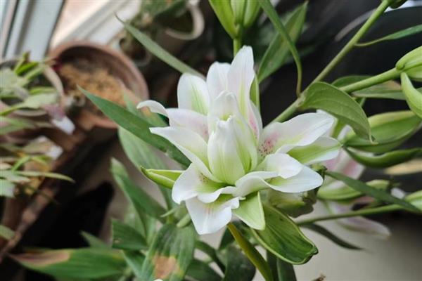 香水百合的简介,属于多年生草本植物