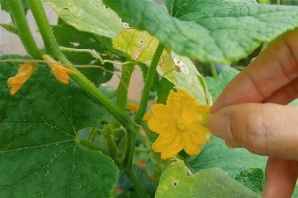 黄瓜的管理技术,夏季一般每2-3天浇水一次