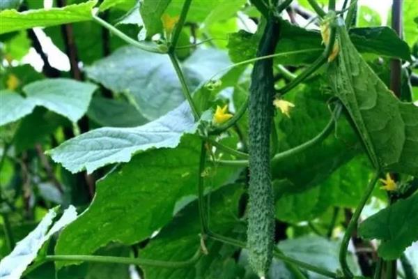 黄瓜的管理技术,夏季一般每2-3天浇水一次