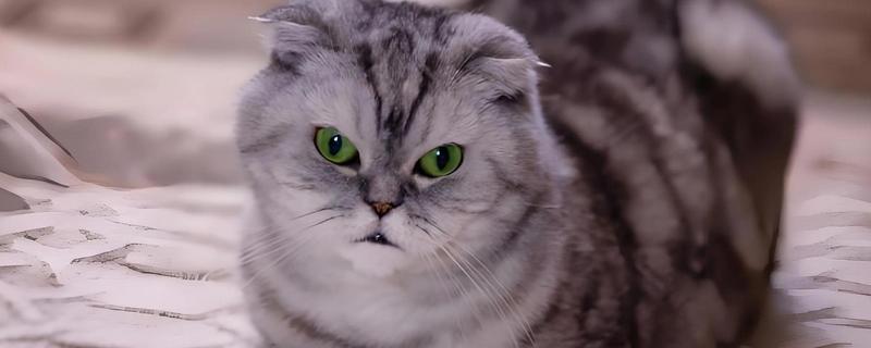 折耳猫容易得关节炎吗，折耳猫天生容易出现关节炎