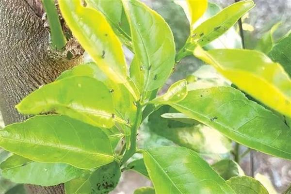 柑橘木虱的危害症状，主要为害植株的嫩枝、嫩叶