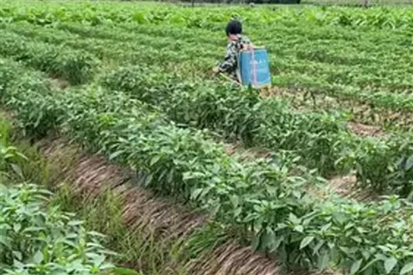 怎么在旱地中使用丁草胺，使用前浇水或喷水可提高药效