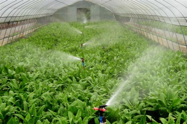 怎么在旱地中使用丁草胺，使用前浇水或喷水可提高药效