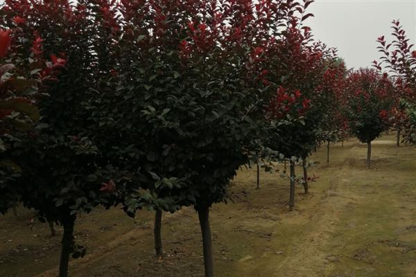 红叶李的种植方法，每天要有7小时以上的光照