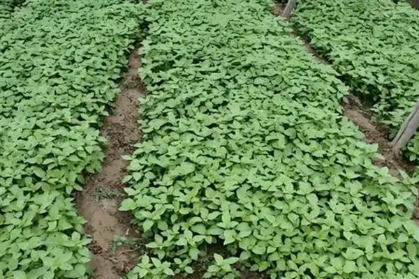 荆芥怎么种植,株距保持在10厘米