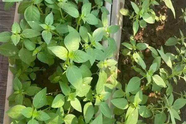 荆芥怎么种植,株距保持在10厘米