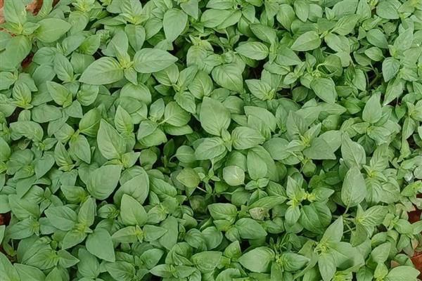 荆芥怎么种植,株距保持在10厘米