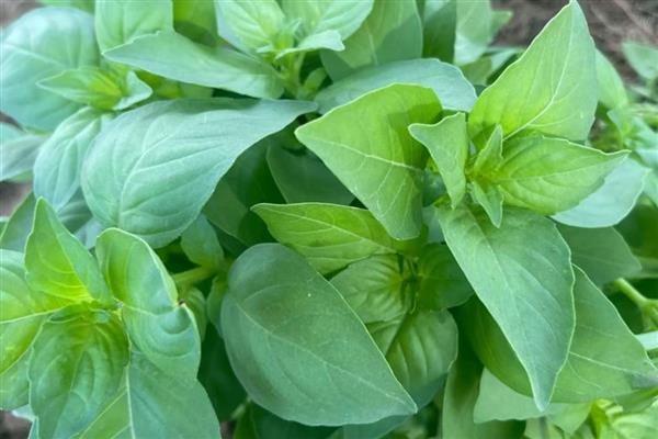荆芥怎么种植,株距保持在10厘米