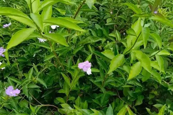 双色茉莉不开花只长叶的原因,营养不足、缺少光照都会造成