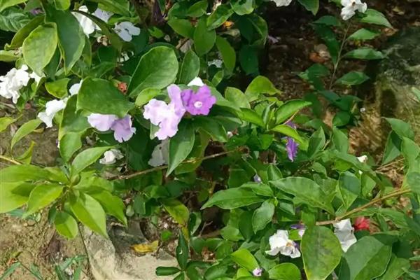 双色茉莉不开花只长叶的原因,营养不足、缺少光照都会造成