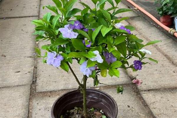双色茉莉不开花只长叶的原因,营养不足、缺少光照都会造成