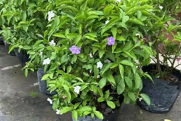 双色茉莉不开花只长叶的原因,营养不足、缺少光照都会造成