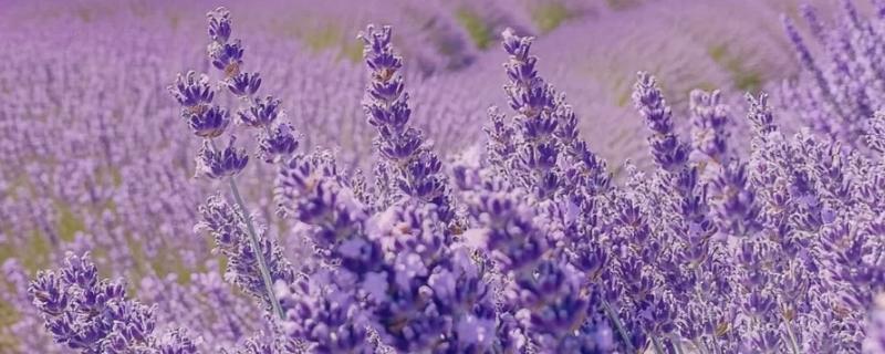 紫色的花品种，有薰衣草、紫丁香等