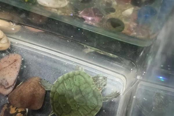 珍珠龟的适宜水深，成年后水深保持在背甲高度的2-3倍