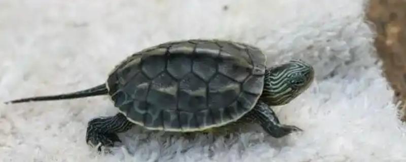 珍珠龟的适宜水深，成年后水深保持在背甲高度的2-3倍