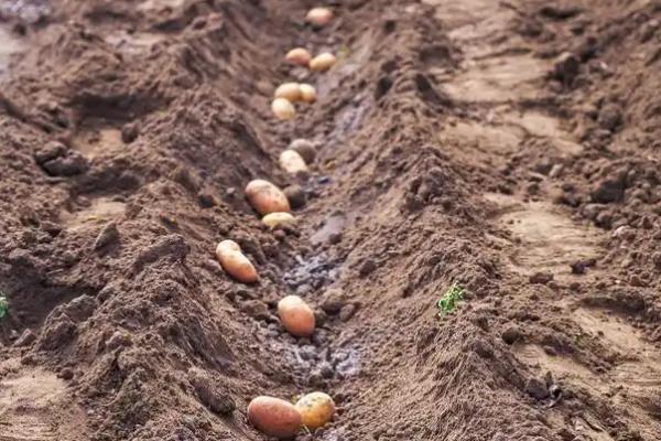 土豆怎么种植，苗期追施速效肥