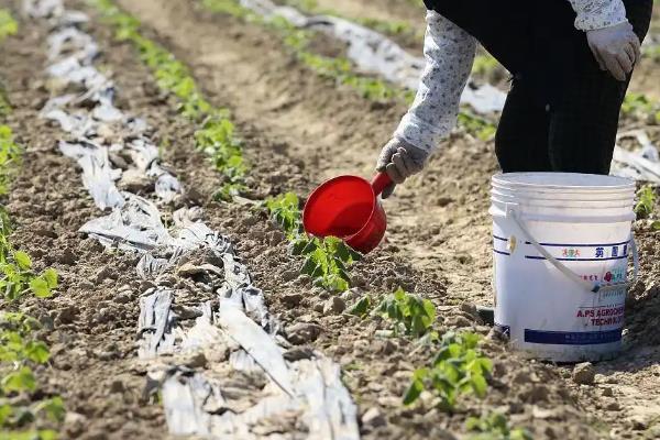 土豆怎么种植，苗期追施速效肥