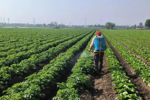 土豆怎么种植，苗期追施速效肥