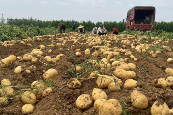 土豆怎么种植，苗期追施速效肥