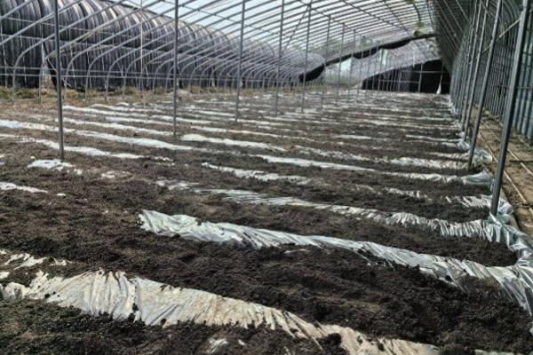 土豆冬季大棚三膜种植方法，在大拱棚内建造小拱棚