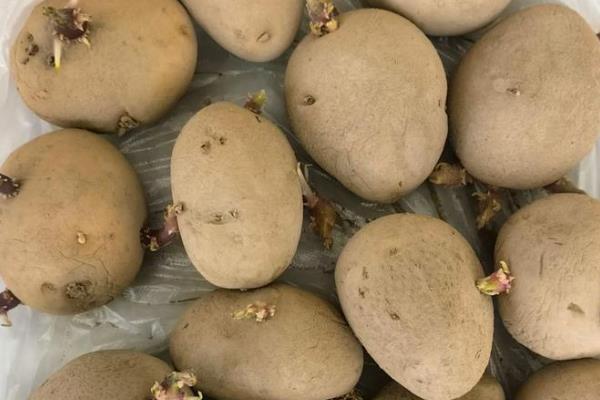 土豆冬季大棚三膜种植方法，在大拱棚内建造小拱棚