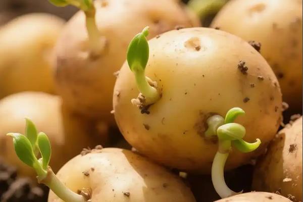 土豆冬季大棚三膜种植方法，在大拱棚内建造小拱棚