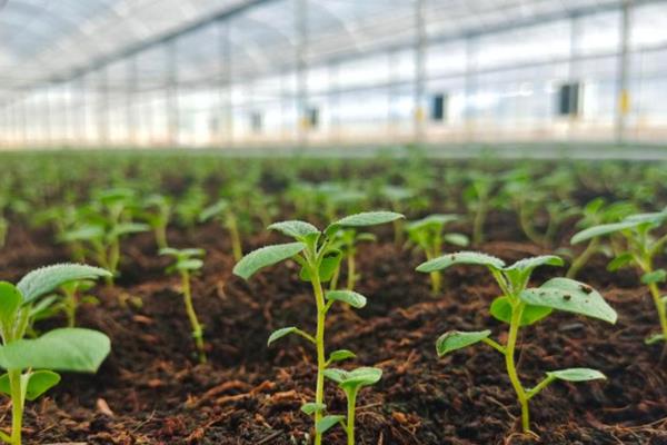 土豆冬季大棚三膜种植方法，在大拱棚内建造小拱棚