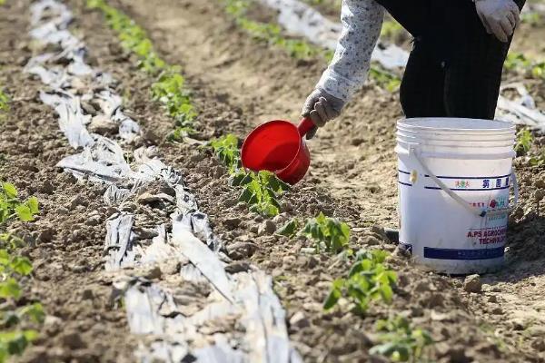 土豆冬季大棚三膜种植方法，在大拱棚内建造小拱棚