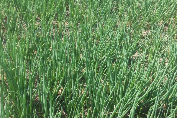 江苏兴化市的特产，有金松牌皮蛋、中庄醉蟹等