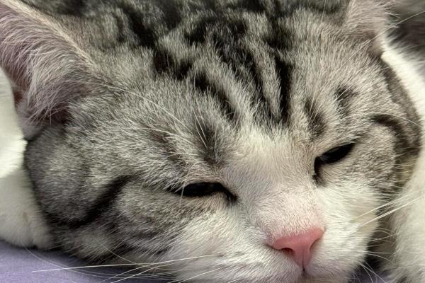 猫下泌尿道综合症的发病原因，多因膀胱和尿道结石所致