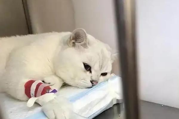 猫下泌尿道综合症的发病原因，多因膀胱和尿道结石所致