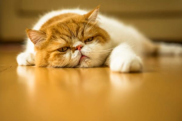 猫下泌尿道综合症的发病原因，多因膀胱和尿道结石所致