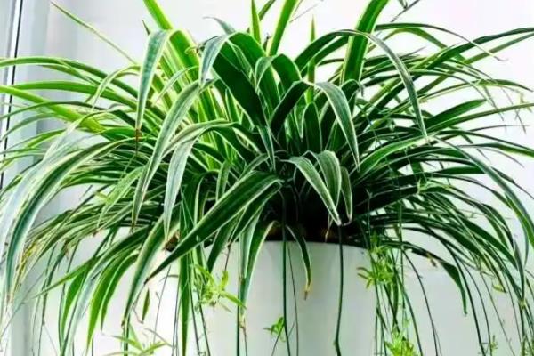 吊兰耐不耐寒，只能忍耐5℃的低温