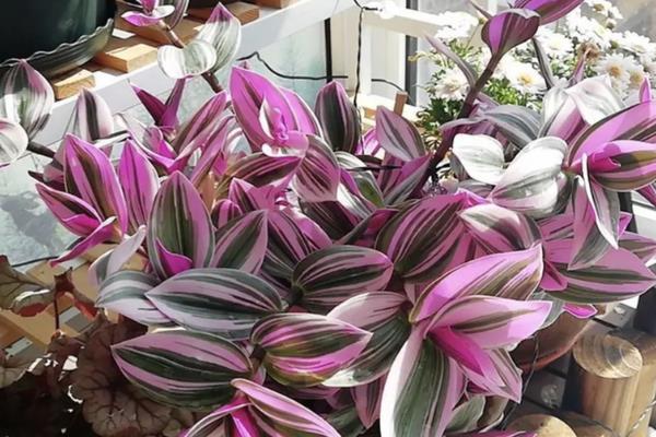 吊兰耐不耐寒，只能忍耐5℃的低温