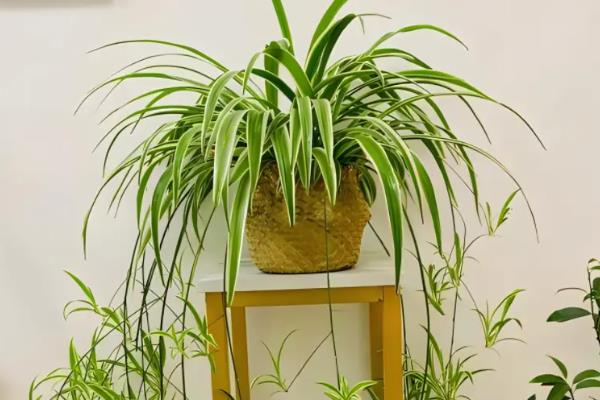 吊兰耐不耐寒，只能忍耐5℃的低温