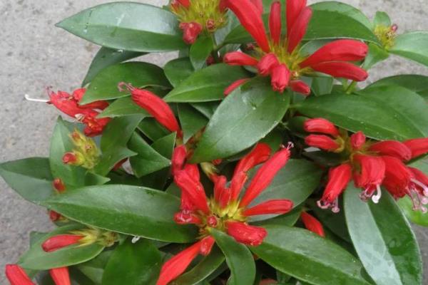 吊兰耐不耐寒，只能忍耐5℃的低温