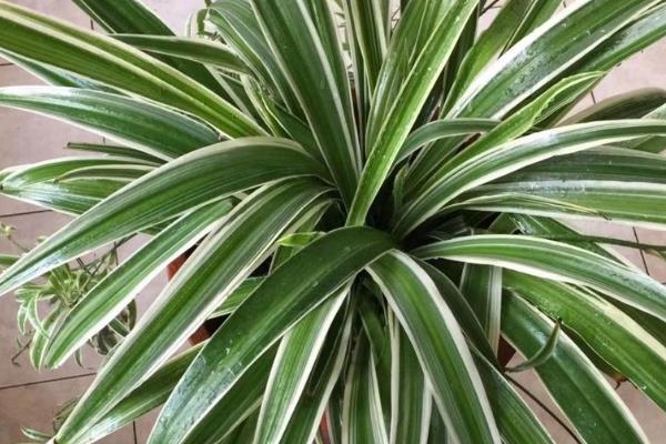 吊兰耐不耐寒，只能忍耐5℃的低温