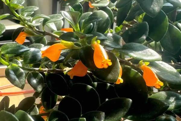 吊兰耐不耐寒，只能忍耐5℃的低温